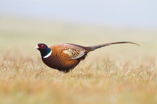 United States v. Pheasant: A Rare Bird That Might Be a Good Vehicle to Revive the Nondelegation Doctrine
